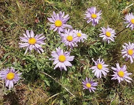 De Montana Uson Hotell *