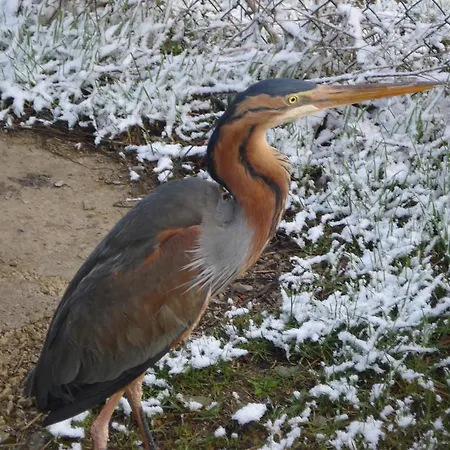 Hotell De Montana Uson