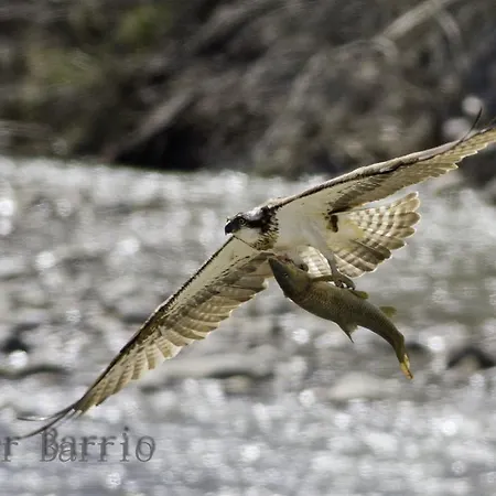 Szálloda De Montana Uson *