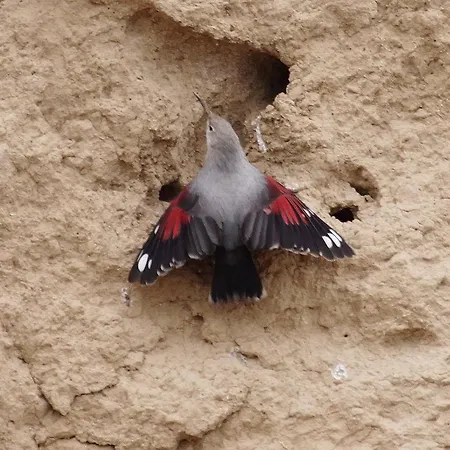 De Montana Uson Hotell *