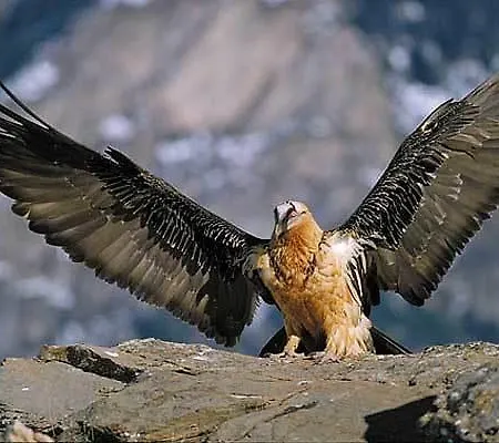 Hotell De Montana Uson