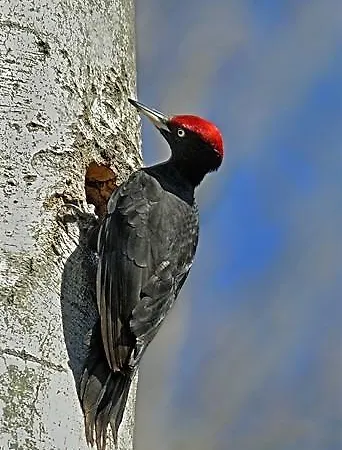 De Montana Uson Hotell Echo