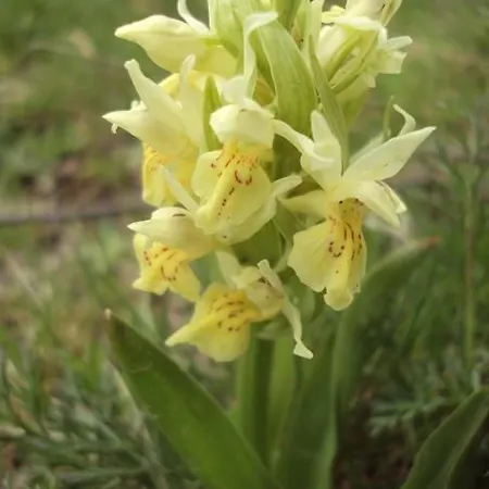 De Montana Uson Hotell *