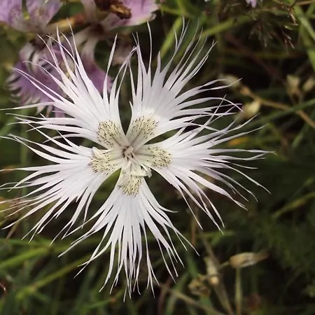 De Montana Uson * Echo