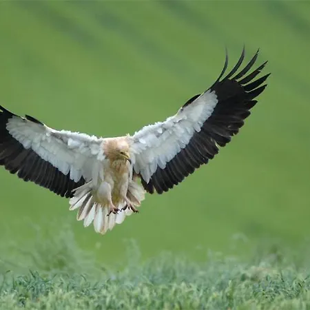 De Montana Uson Hotell Echo