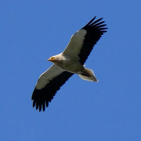 De Montana Uson * Echo