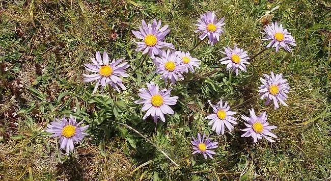 De Montana Uson מלון *