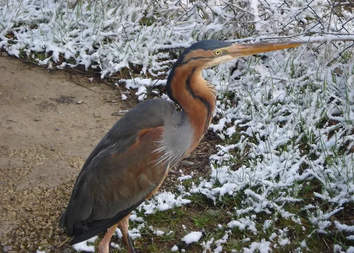 מלון De Montana Uson