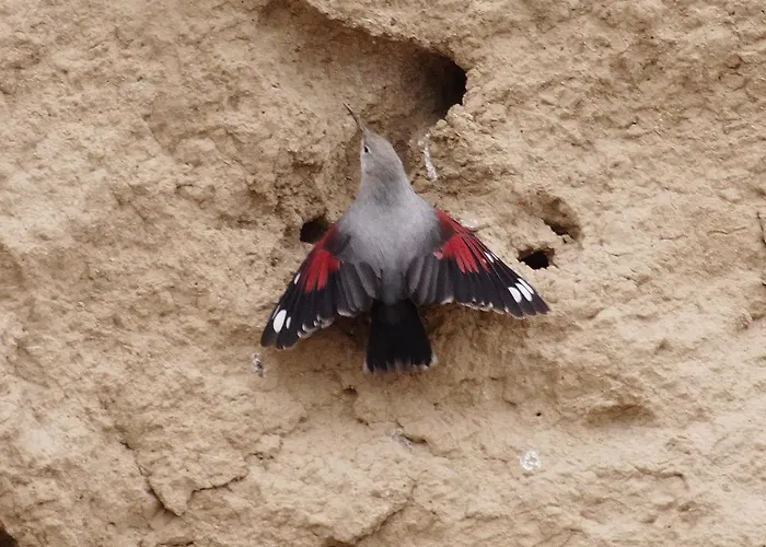 De Montana Uson מלון *