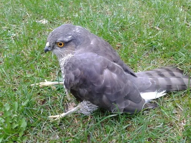 מלון De Montana Uson הצ'ו