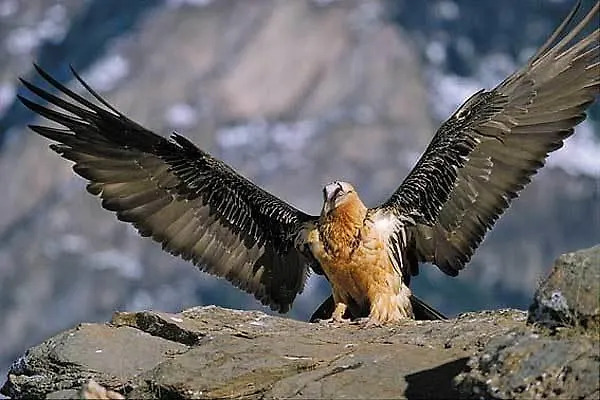 מלון De Montana Uson