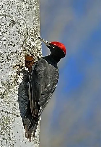 De Montana Uson מלון הצ'ו