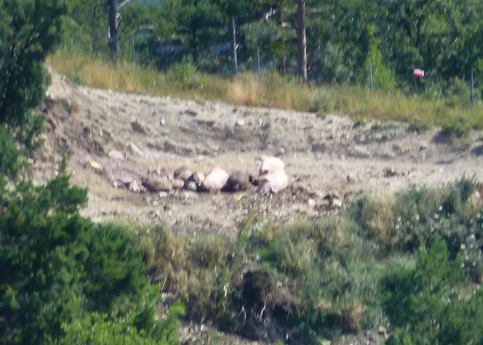 De Montana Uson הצ'ו