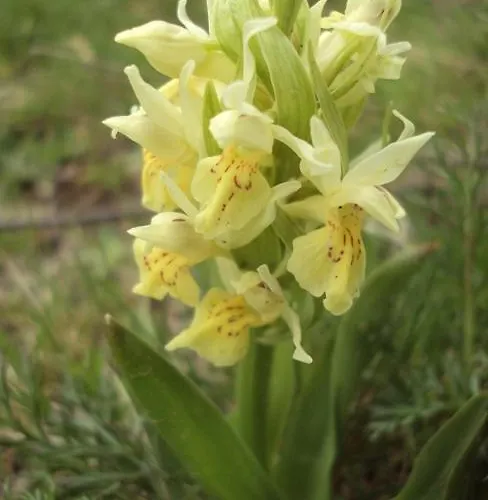 De Montana Uson מלון *