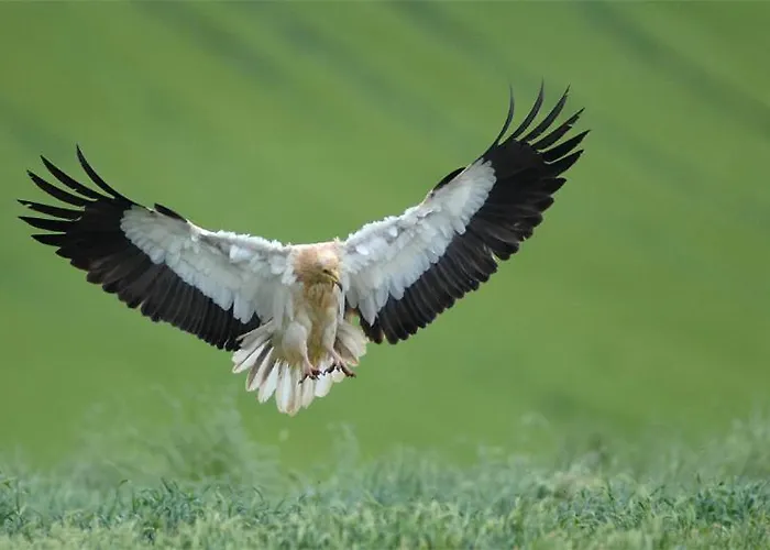 De Montana Uson מלון הצ'ו