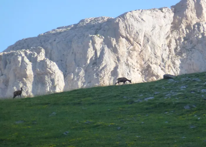 De Montana Uson هيتشو