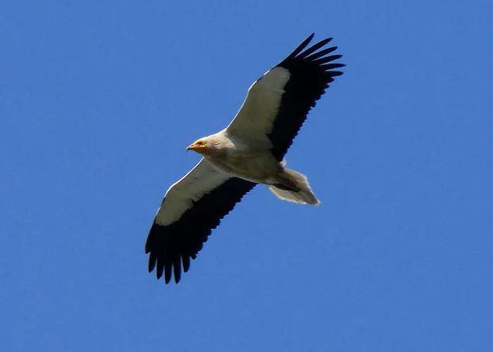 De Montana Uson * הצ'ו